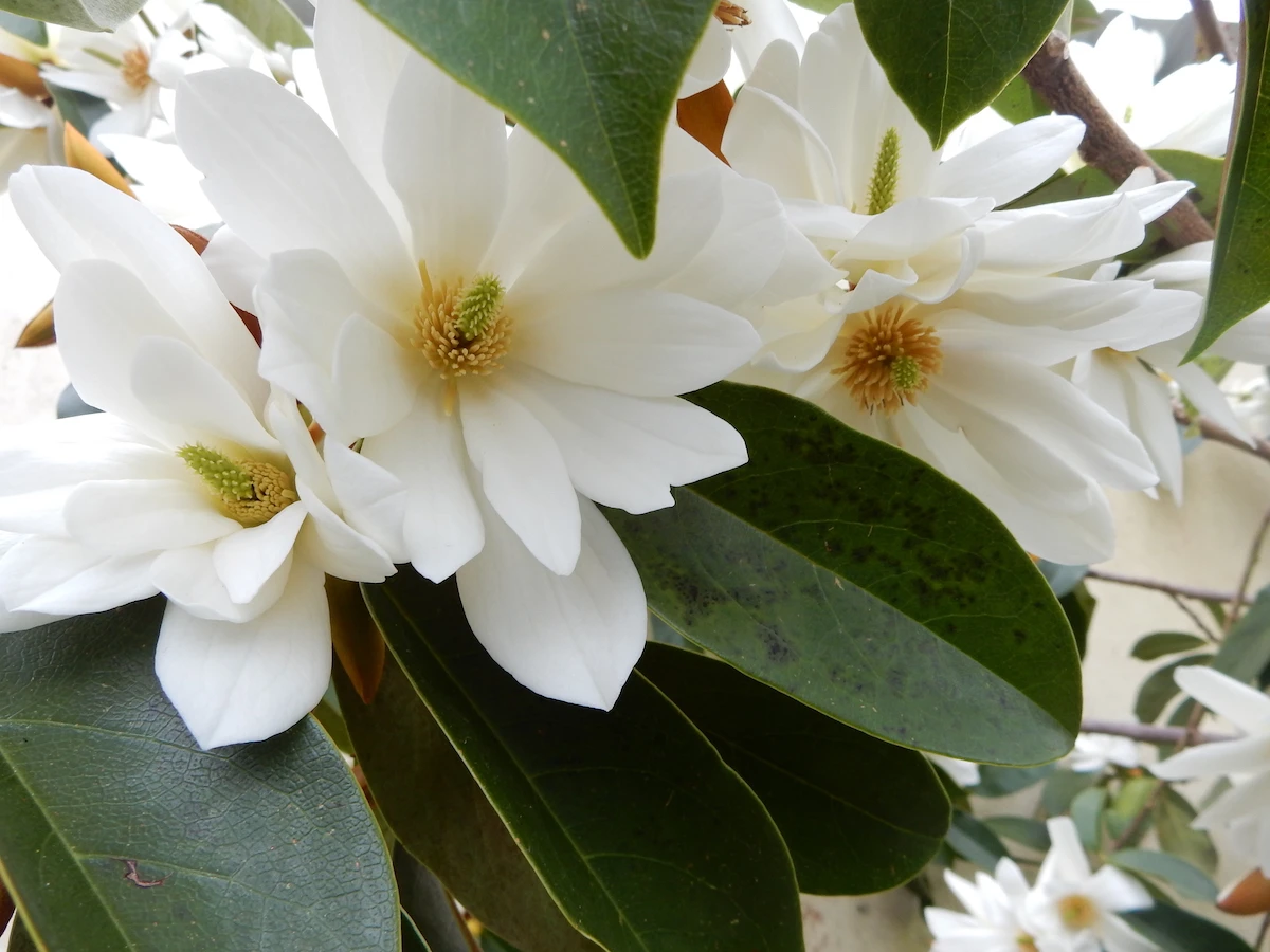 Fairy White